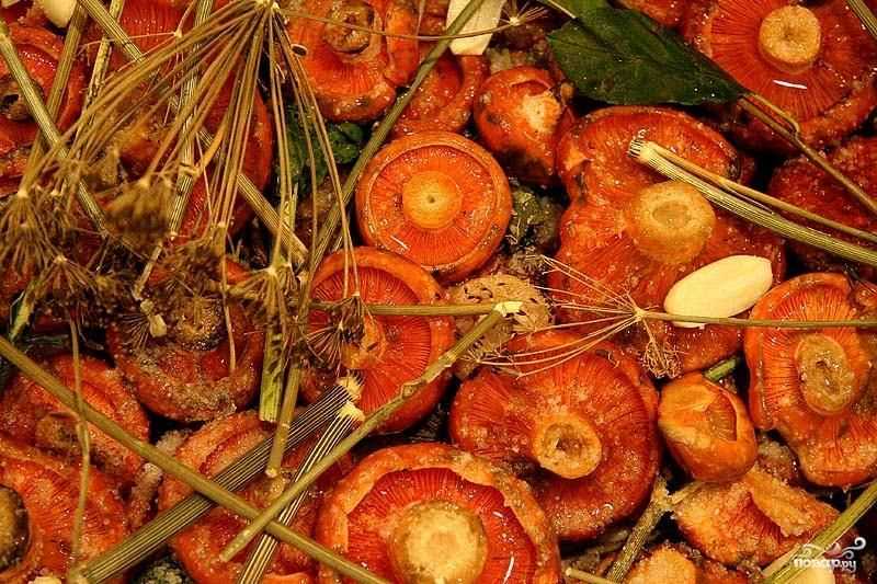 Рыжики на зиму — 10 самых лучших рецептов для любителей грибов