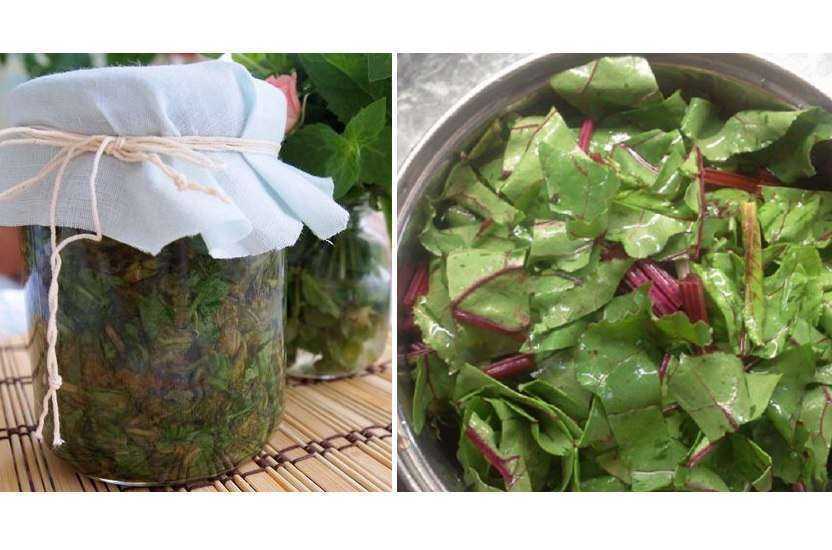 Заготовка листового салата на зиму рецепт с фото