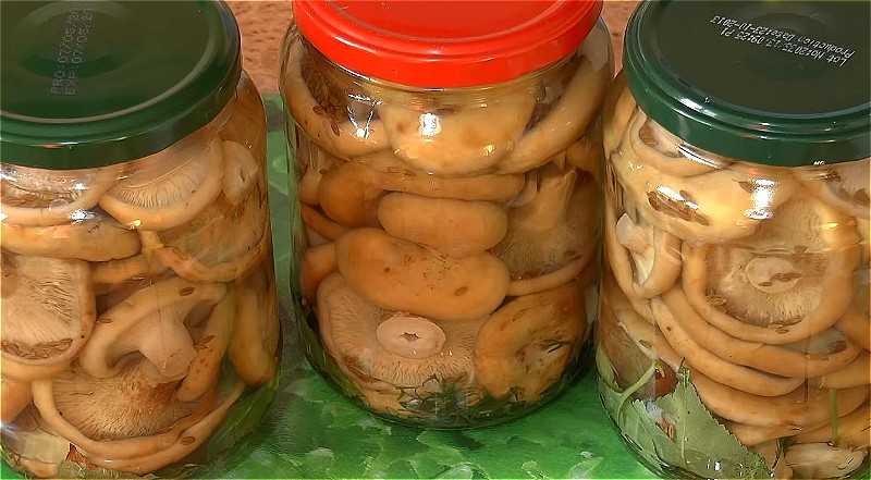 Как солить белые грибы на зиму в банках: 7 простых рецептов в домашних условиях с фото