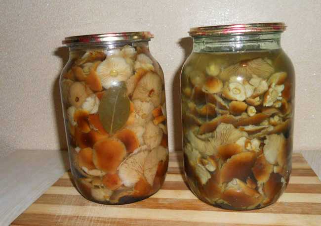 Рецепт консервированных грибов. рецепты приготовления консервированных шампиньонов и блюд из них | дачная жизнь