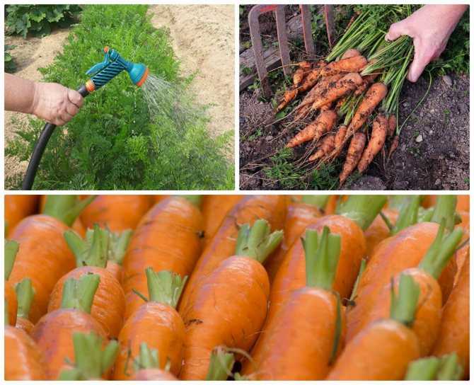 Огурцы маринованные на зиму с морковной ботвой — лучшие рецепты засолки