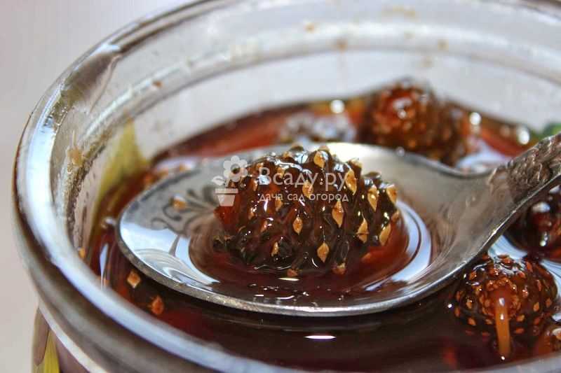 Варенье из шишек сосны. как сварить мед из сосновых шишек в домашних условиях