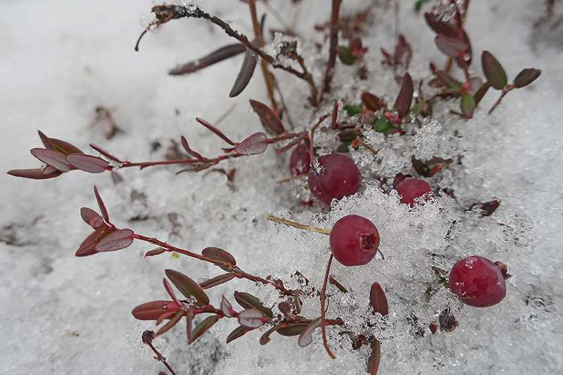 Как заготовить клюкву на зиму, что бы сохранились витамины — проверенные советы и рецепты